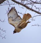 Just a hawk