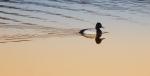 Greater Scaup