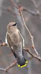 Cedar Waxwing