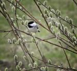 Chickadee