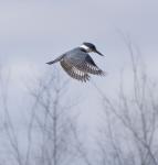Kingfisher