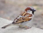 House Sparrow