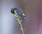 Camera-shy Warbler