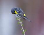 Yellow Rumped Warbler