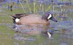 Blue-winged Teal