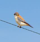 American Kestral