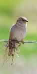 Resting while building a nest