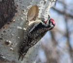 Yellow-Bellied Sapsucker