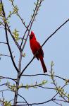 Cardinal