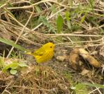 Yellow Warbler