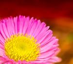 Just a Flower