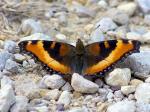 Milbert's Tortoiseshell