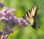 Tiger Swallowtail