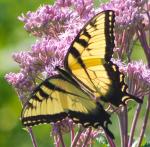 Tiger Swallowtail