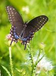 Black Swallowtail Butterfly