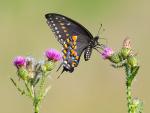 Swallowtail