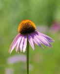 Wildflower