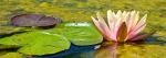 Another Water Lilly