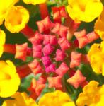Strange Flower