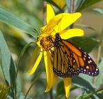 Monarch