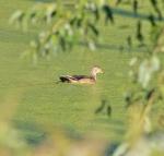 Wood Duck