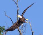 Eagle 4