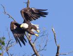 Eagle 5