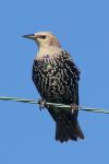 European Starling