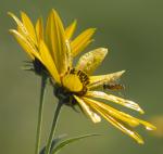 Dewy Morning