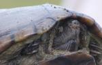 Frightened Turtle