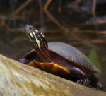 Painted Turtle