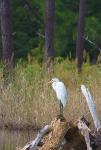 Egret