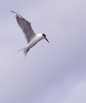 Tern