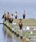 Cormorants and others