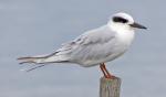 Just a bird