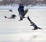 Eagles at Silver Lake