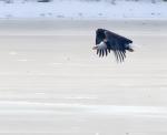 Eagle at Silver Lake