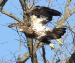 Eagle Series