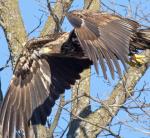 Eagle Series