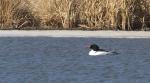 Common Merganser