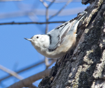 Nuthatch