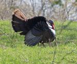 Wild Turkey
