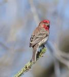 House Finch