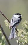 Black-Capped Chickadee