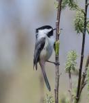 Black-Capped Chickadee