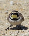 Horned Lark