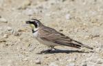 Horned Lark