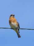 Eastern Bluebird