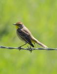 Not sure what this bird is yet
