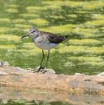Some kind of bird